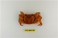 藏品(白紋方蟹)的圖片